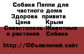 Собака Пеппи для частного дома. Здорова, привита › Цена ­ 1 - Крым, Севастополь Животные и растения » Собаки   